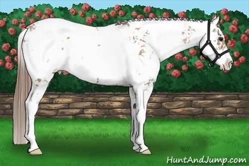 Horse Color:Black Pearl Sabino 