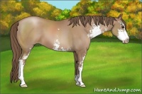 Horse Color:Black Pearl Sabino 