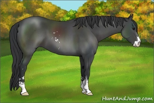 Horse Color:Black Sabino 