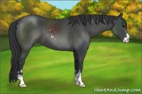 Horse Color:Black Sabino