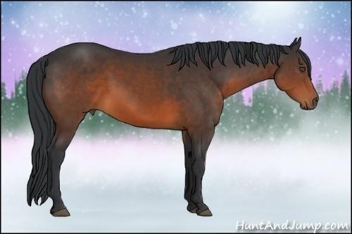 Horse Color:Brown Rabicano 