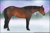 Horse Color:Brown Rabicano 