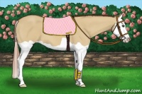 Horse Color:Red Dun Splash 