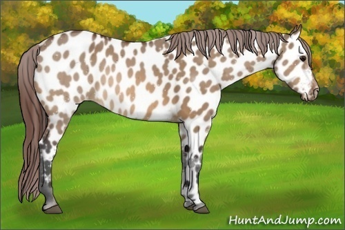 Horse Color:Bay Dun Appaloosa 
