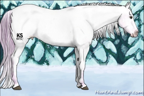 Horse Color:Watercolor White Spotted Red Dun Ice Appaloosa 