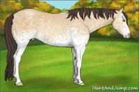 Horse Color:White Spotted Amber Champagne Ice Rabicano