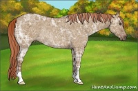 Horse Color:Red Dun Ice Rabicano 