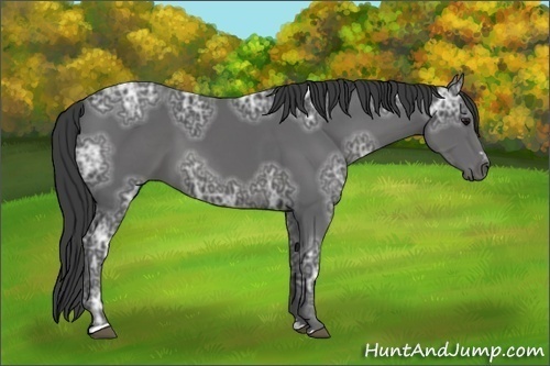 Horse Color:Smoky Black Ice Sabino 