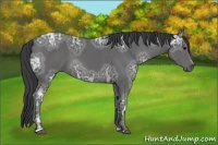 Horse Color:Smoky Black Ice Sabino 