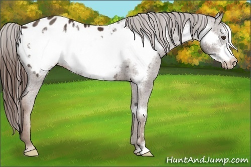 Horse Color:Liver Chestnut Frame Appaloosa 