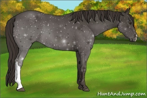 Horse Color:Liver Red Roan 