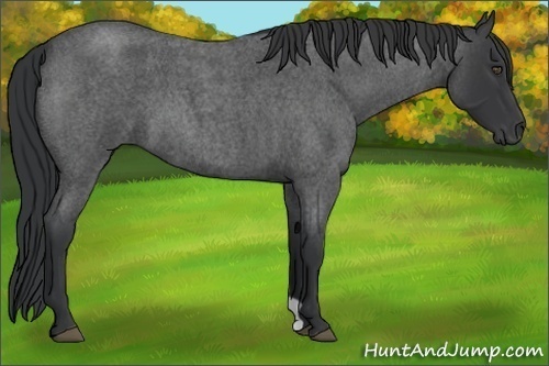 Horse Color:Blue Roan