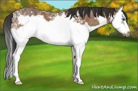 Horse Color:Buckskin Ice Splash Frame 