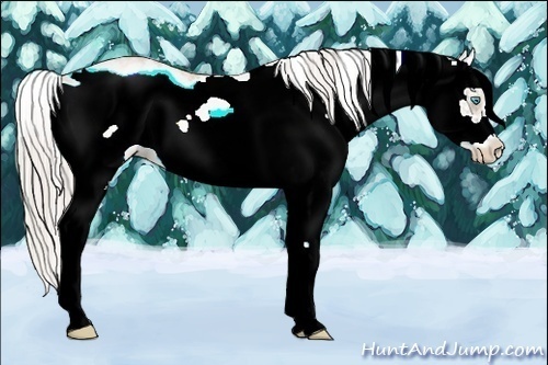 Horse Color:Palomino Pearl Sabino Frame 