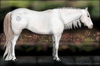 Horse Color:Chestnut Appaloosa 