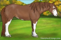 Horse Color:Chestnut Sabino 