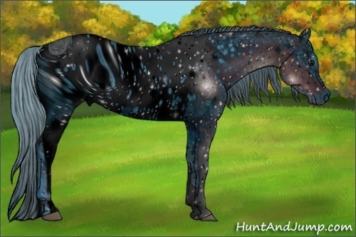 Horse Color:ERROR: UNKNOWN ANOMALY