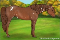 Horse Color:White Spotted Chestnut