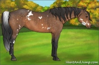 Horse Color:White Spotted Buckskin 