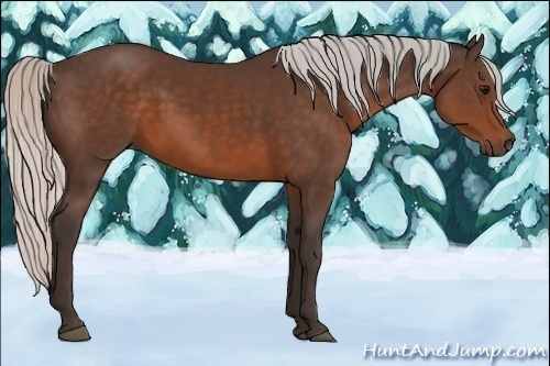 Horse Color:Silver Brown Sabino 