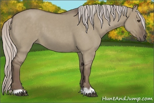 Horse Color:Unknown 