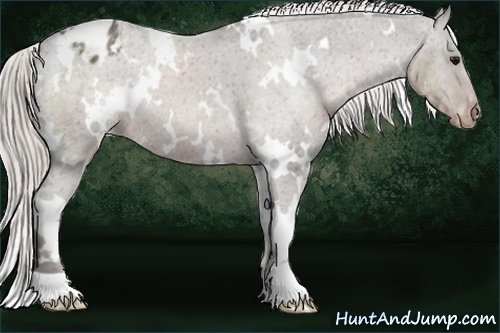 Horse Color:White Spotted Silver Black Appaloosa Rabicano 