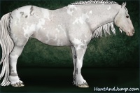 Horse Color:White Spotted Silver Black Appaloosa Rabicano 