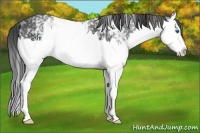 Horse Color:White Spotted Smoky Black Splash 