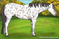 Horse Color:Bay Splash Tobiano Appaloosa Brindle