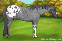 Horse Color:Blue Roan Appaloosa 