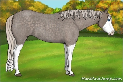 Horse Color:Silver Blue Roan Splash