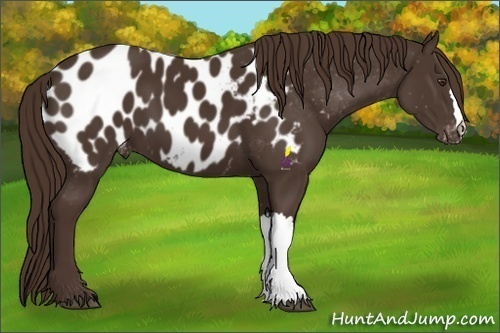 Horse Color:Liver Chestnut Appaloosa 