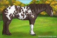 Horse Color:Liver Chestnut Appaloosa 
