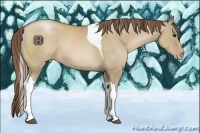 Horse Color:Grullo Pearl Sabino Tobiano