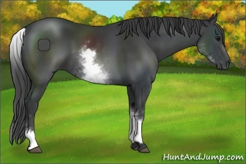 Horse Color:White Spotted Black Sabino 