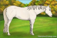 Horse Color:Perlino