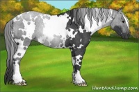Horse Color:White Spotted Black Rabicano 