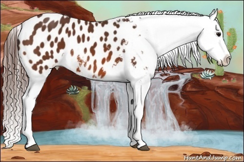Horse Color:Bay Appaloosa 