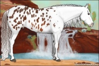 Horse Color:Bay Appaloosa 
