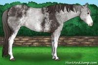 Horse Color:White Spotted Liver Chestnut 