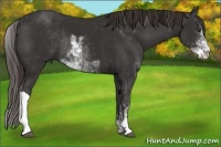 Horse Color:Liver Chestnut Sabino Rabicano 