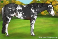 Horse Color:Liver Chestnut Sabino