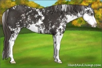 Horse Color:Liver Chestnut Sabino
