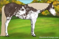 Horse Color:Liver Chestnut Sabino