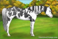Horse Color:White Spotted Black Splash
