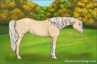 Horse Color:Gold Cream Champagne 