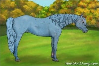 Horse Color:ERROR: UNKNOWN ANOMALY