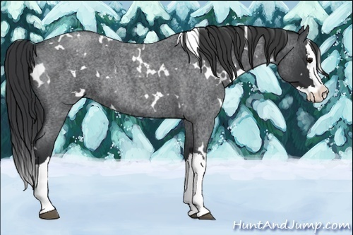 Horse Color:White Spotted Blue Roan Splash Rabicano