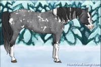 Horse Color:White Spotted Blue Roan Splash Rabicano
