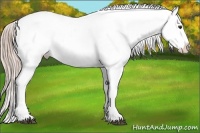 Horse Color:White Spotted Chocolate Palomino Appaloosa 